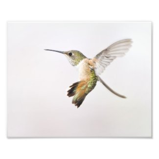 Hummingbird Photo Print