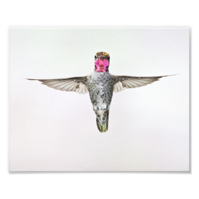 Hummingbird Photo Print (Front)