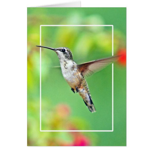 Hummingbird Photograph (Front)