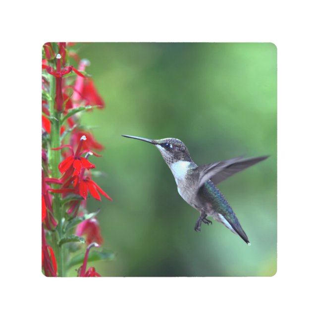 Hummingbird-Picture Perfect Metal Print (Front)