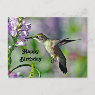 Hummingbird Pink Floral Wildlife Photo Birthday Postcard