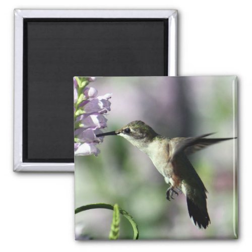 Hummingbird Pink Floral Wildlife Photo Magnet