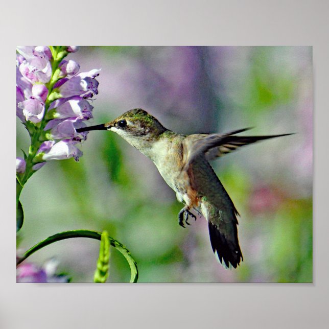 Hummingbird Pink Floral Wildlife Photo Poster (Front)