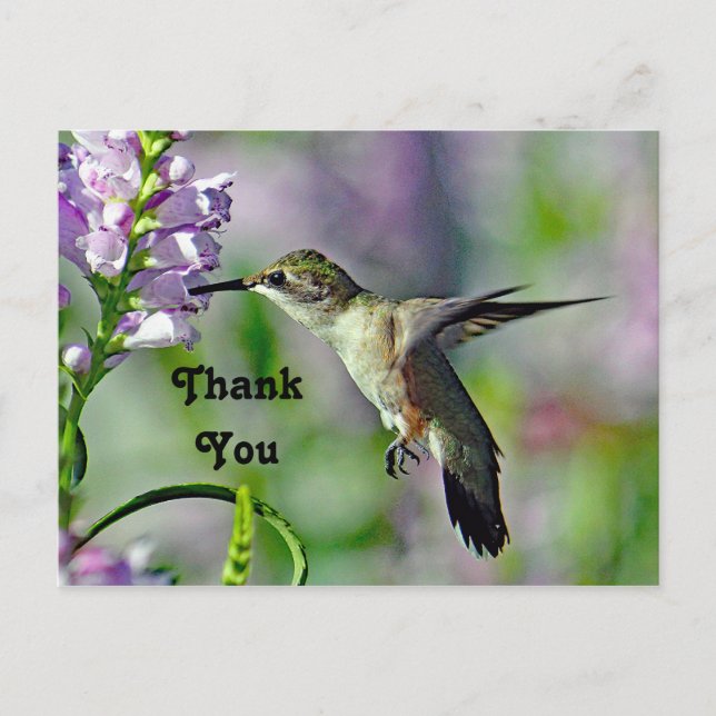 Hummingbird Pink Floral Wildlife Photo Thank You Postcard (Front)