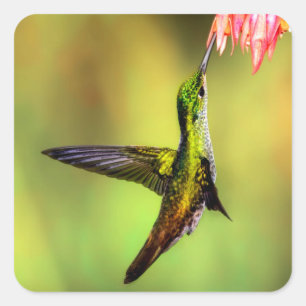 Hummingbird Pink Flower Bird Square Sticker