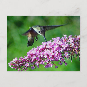 Hummingbird Pink Flowers Wildlife Photo Postcard