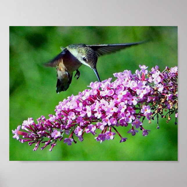 Hummingbird Pink Flowers Wildlife Photo Poster (Front)