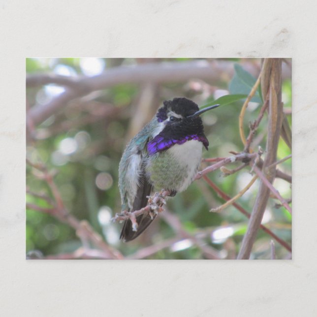 Hummingbird Postcard (Front)