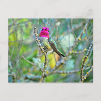 Hummingbird Postcard