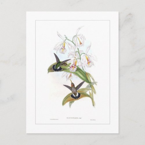 Hummingbird Postcard