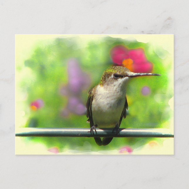 Hummingbird Postcard (Front)