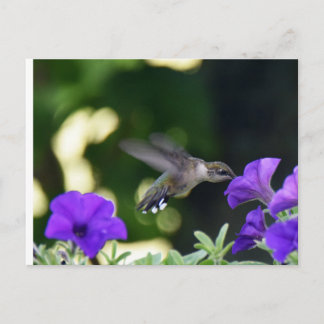 Hummingbird postcard