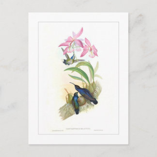 Hummingbird Postcard
