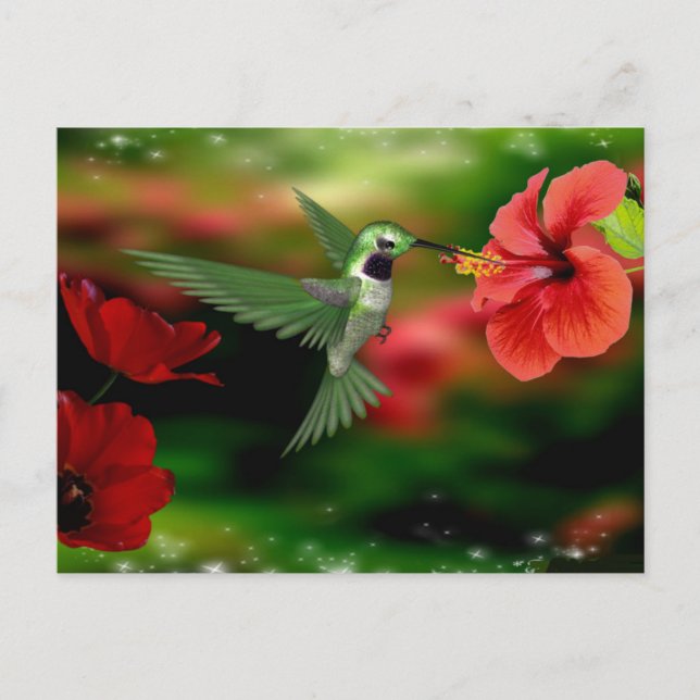 Hummingbird postcard (Front)