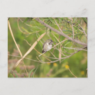 hummingbird postcard