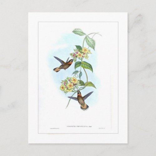 Hummingbird Postcard