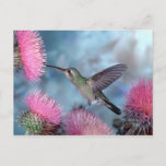 Hummingbird Postcard at Zazzle
