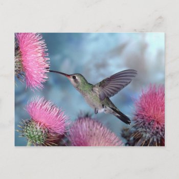 Hummingbird Postcard by postcardsfromtheedge at Zazzle