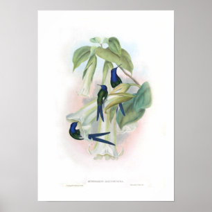 Hummingbird Poster