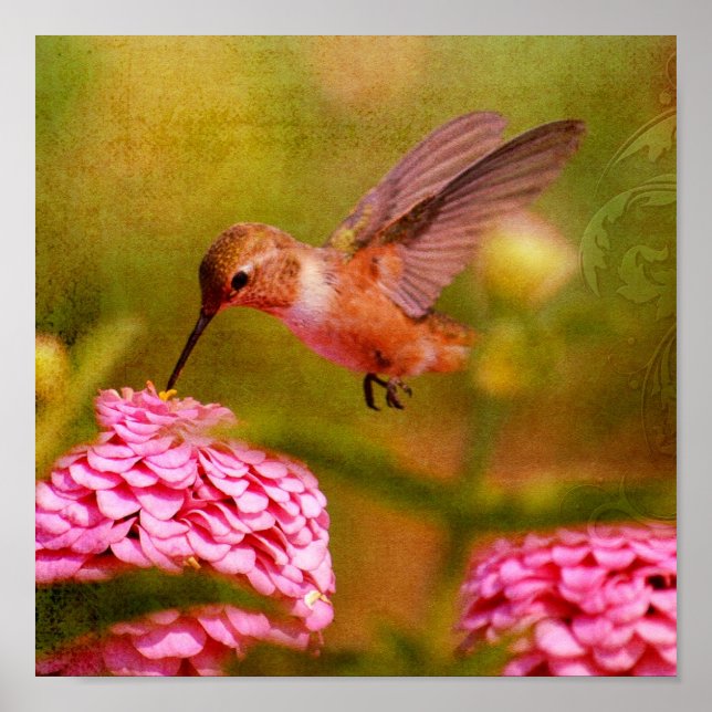 Hummingbird Poster (Front)