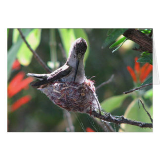 Hummingbird Prepares her Nest Cards