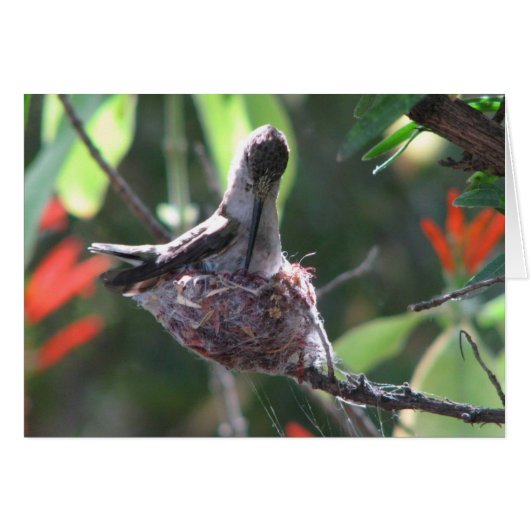 Hummingbird Prepares her Nest Cards (Front Horizontal)