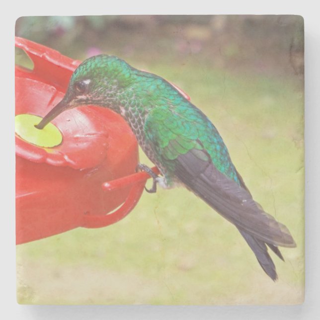 HUMMINGBIRD/PURPLE SABREWING/STONE COASTER (Front)