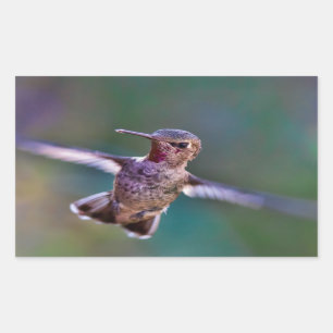 Hummingbird Rectangular Sticker