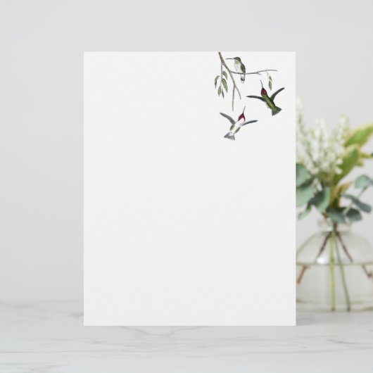 Hummingbird Recycled Letterhead (Standing Front)