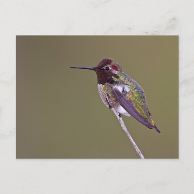 Hummingbird resting postcard (Front)