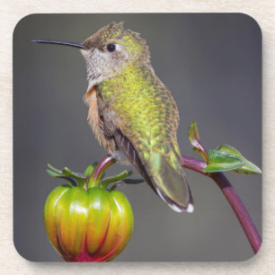 Hummingbird rests on flower bud beverage coaster
