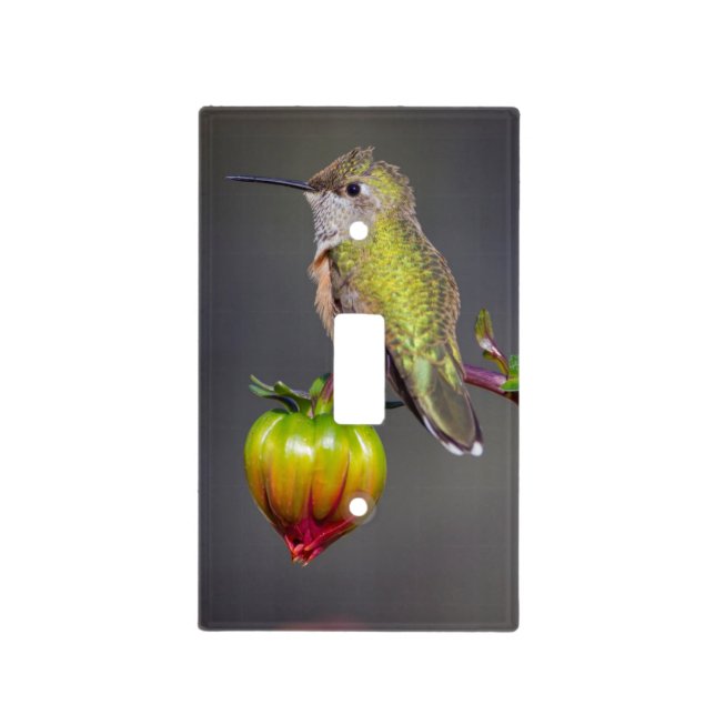 Hummingbird rests on flower bud light switch cover (Front)