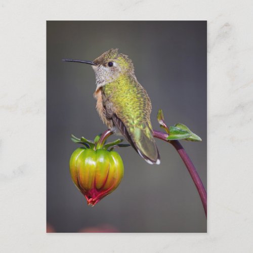 Hummingbird rests on flower bud postcard