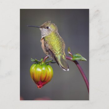Hummingbird Rests On Flower Bud Postcard by theworldofanimals at Zazzle