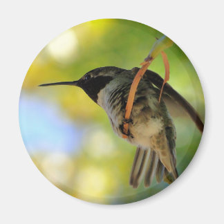 Hummingbird - Round Magnet