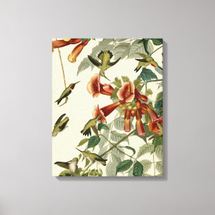 Hummingbird Ruby Throated Audubon Bird Canvas Print