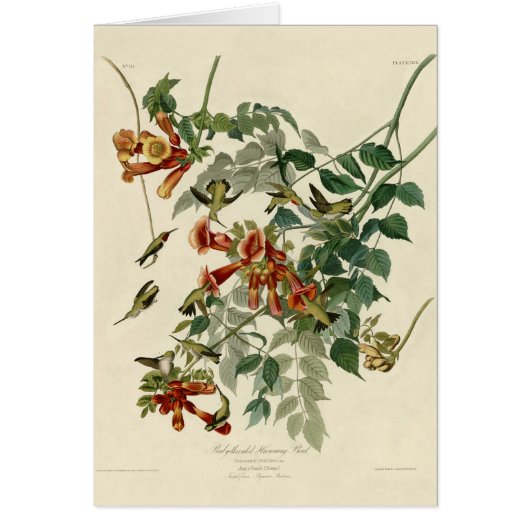Hummingbird Ruby Throated Audubon Bird Cards (Front)