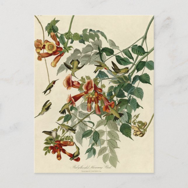 Hummingbird Ruby Throated Audubon Bird Postcard (Front)