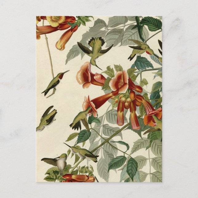 Hummingbird Ruby Throated Audubon Bird Postcard (Front)