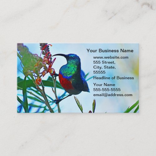 Hummingbird ruby throated business card template
