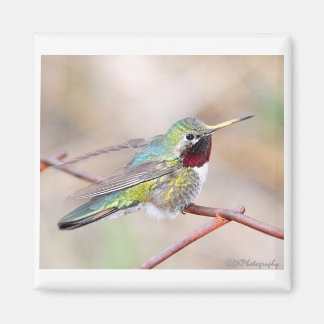 Hummingbird Series Magnet