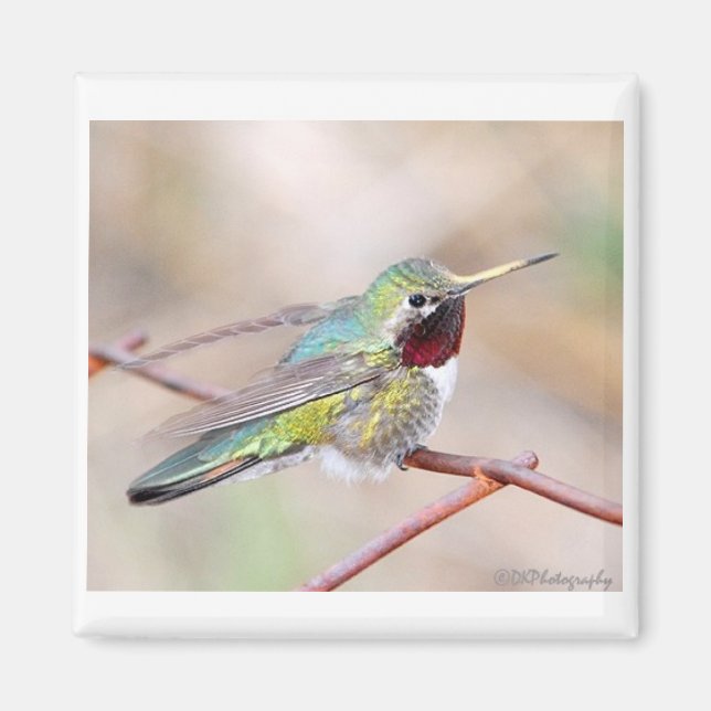 Hummingbird Series Magnet (Front)