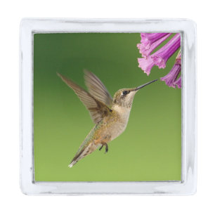 Hummingbird Spring Silver Finish Lapel Pin