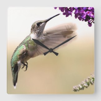 Hummingbird