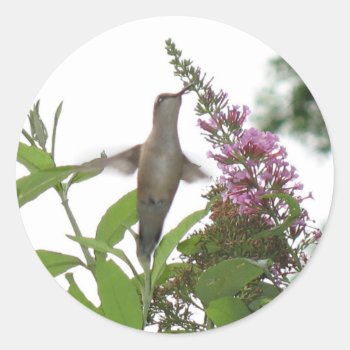 Hummingbird  Sticker by MoonArtandDesigns at Zazzle
