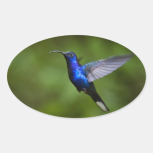 HUMMINGBIRD STICKER