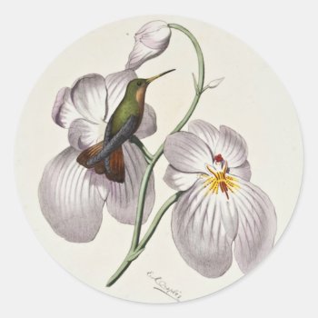 Hummingbird Stickers by Vintage_Obsession at Zazzle