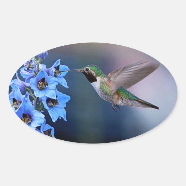 HUMMINGBIRD STICKERS (Front)