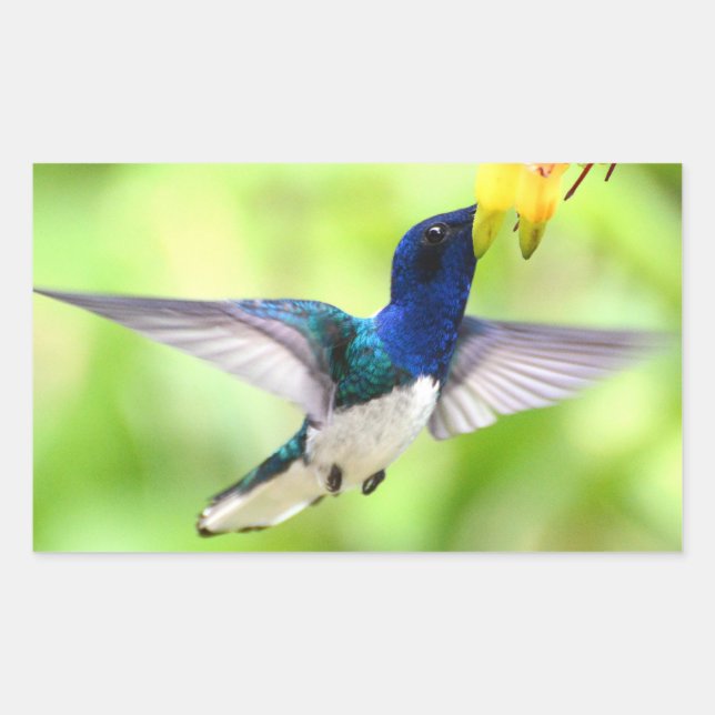 Hummingbird stickers (Front)