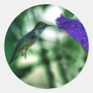 Hummingbird Stickers